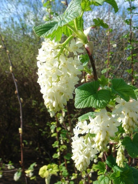 Ribes sanguineum 'Album'